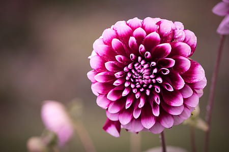 shallow focus photo of purple dandelion during daytime thumbnail