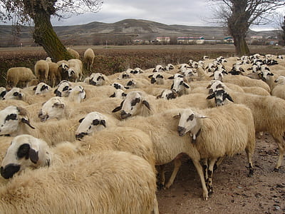Herd of Sheep thumbnail