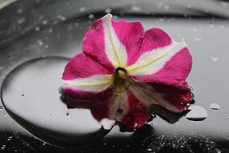 Pink and White Petunia Flower With Water Dew thumbnail