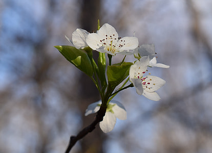 Wild Cherry Blossoms, Wild Cherry Tree thumbnail