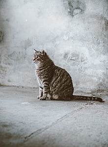 brown tabby cat sitting on gray concrete floor thumbnail