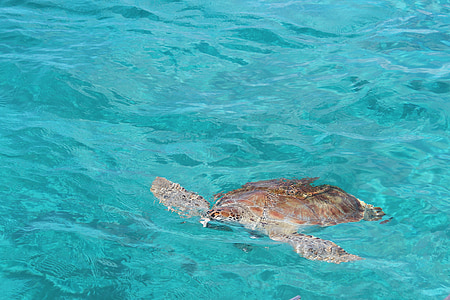 brown tortoise on water thumbnail