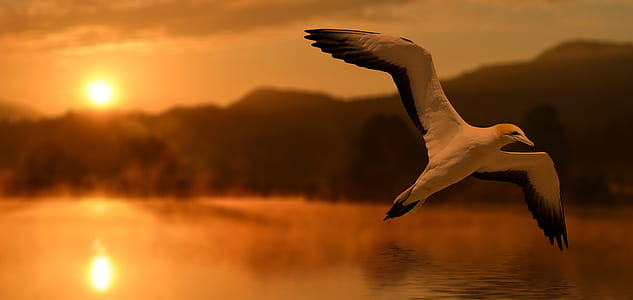 bird flying over the horizon thumbnail