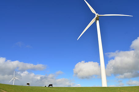 animals near white windmills on green field during daytime thumbnail