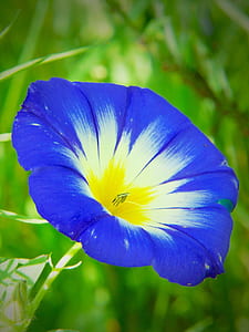 closeup photography of blue and white morning glory flower thumbnail