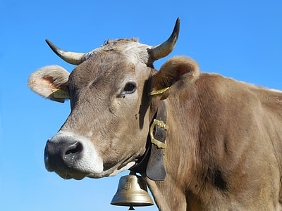 close-up photo of brown cattle head thumbnail