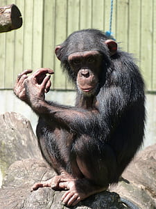 brown chimpanzee thumbnail
