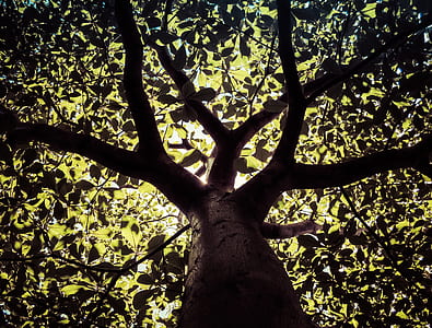 low angle photography of green leafed tree thumbnail