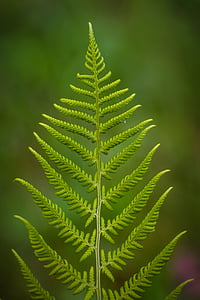 closeup photo of green fern plant thumbnail