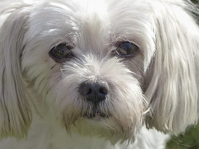 adult white Maltese close-up photo thumbnail