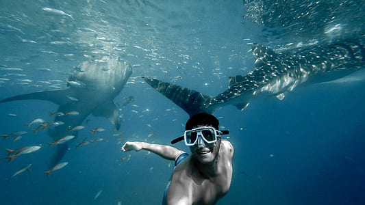 underwater photography of man beside two sharks thumbnail