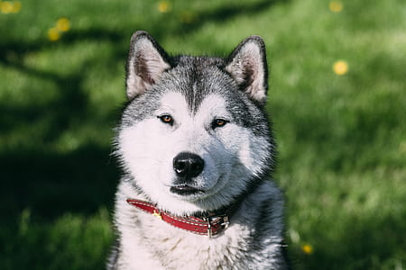 selective focus photography of Siberian husky thumbnail