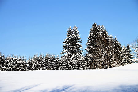 trees covered with snow thumbnail