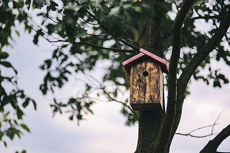 Birdhouse on a Tree thumbnail