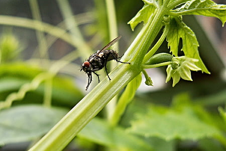 macro photography of housefly on green leafed plant thumbnail