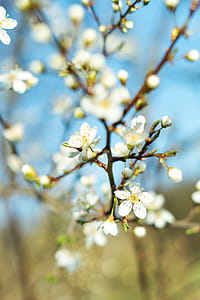 Closeup Photography Blooming Petaled Flower thumbnail