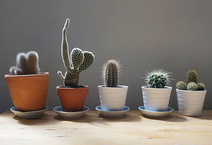 five green cacti align to each other thumbnail