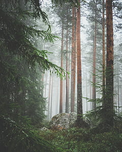 green leaf trees at daytime thumbnail
