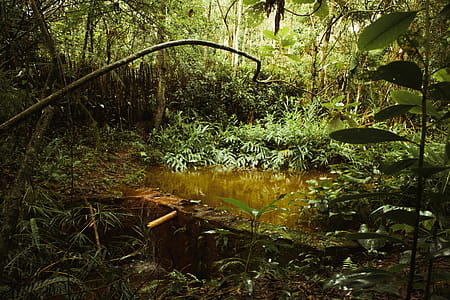 Pond Surrounded by Plants at Daytime thumbnail