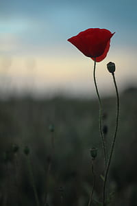close-up photo of red petaled flower thumbnail