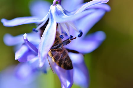 selective focus photo of honeybee in purple petaled flower thumbnail