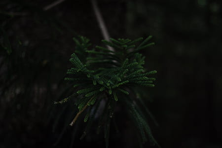 closeup photo of Norfolk tree leaf thumbnail