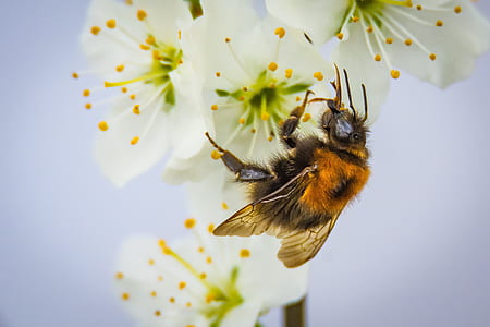 nature, flowers, summer, garden thumbnail