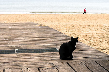 black and white cat standing on porch near beach thumbnail