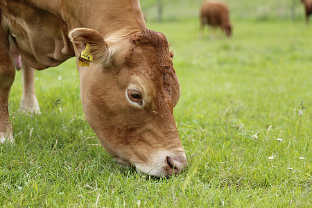 brown cow eating grass thumbnail