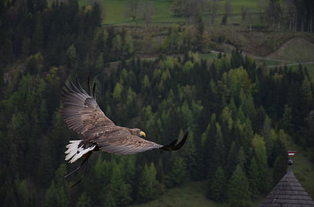 bald eagle flying above trees at daytime thumbnail