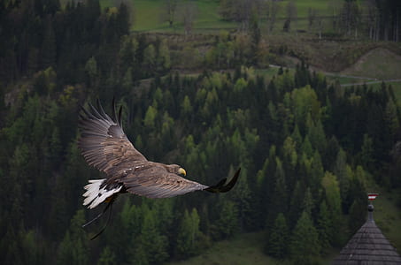 Brown Hawk Flying Above Green Trees Artwork thumbnail