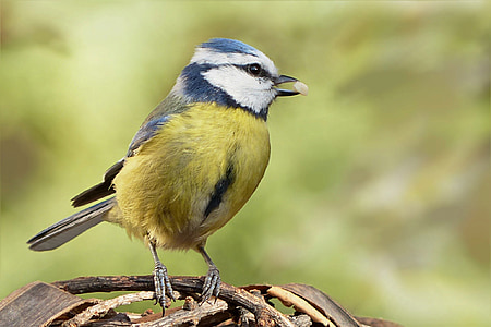 yellow and blue bird thumbnail