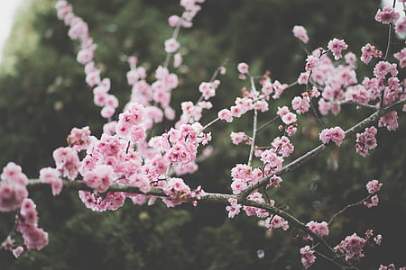 pink and white sakura tree thumbnail