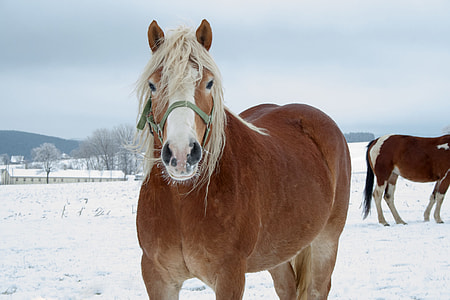 photography of brown horse during winter thumbnail
