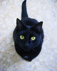 black cat sitting on tiled floor thumbnail