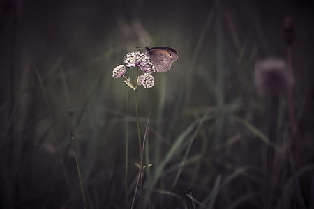 gray butterfly on purple flower in grayscale photo thumbnail