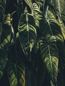 close shot of green leaves thumbnail