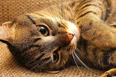 gray cat lying on brown amt thumbnail