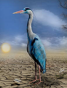 white and blue egret photo thumbnail