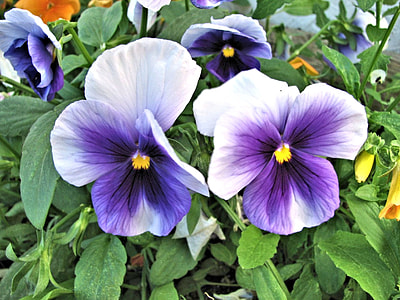 Pansy Flower, Summer Garden thumbnail