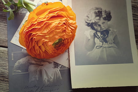 orange ranunculus flower on top of card thumbnail