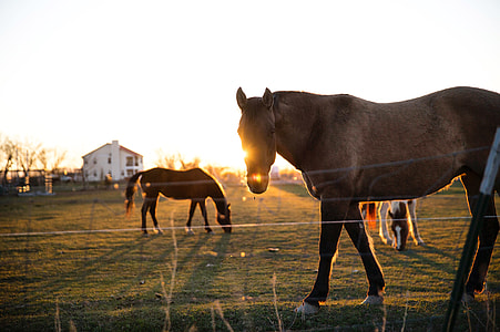 two brown horses on field thumbnail