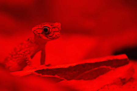 gecko thumbnail