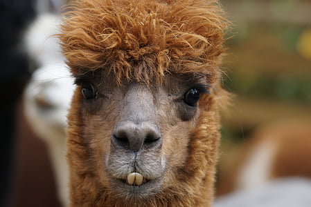 selective focus photography of brown alpaca thumbnail