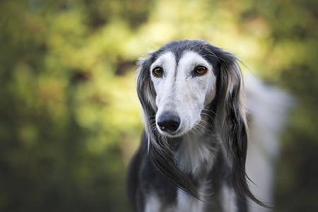 white and gray long-coat dog on selective focus photography thumbnail