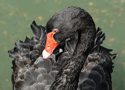 black swan floating thumbnail