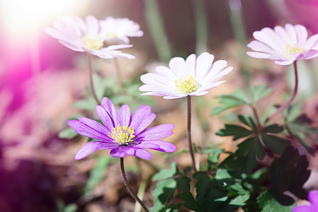 selective photography of white and purple petaled flowers thumbnail