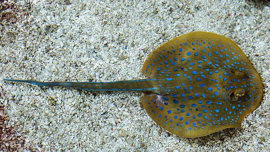 stingray on ocean floor thumbnail