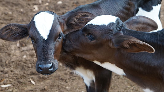 selective focus photography of dairy calf thumbnail