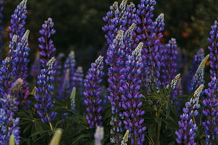 purple lupines flower macro photography thumbnail
